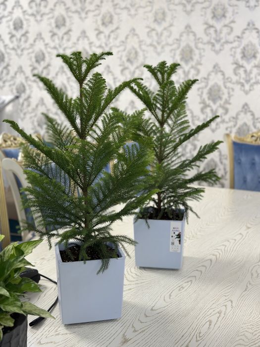 Живые и искусственные растения для дома и офиса от