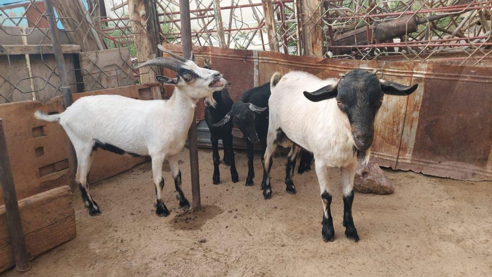 Асыл тұқымды , сүті мол ешкі сатылады