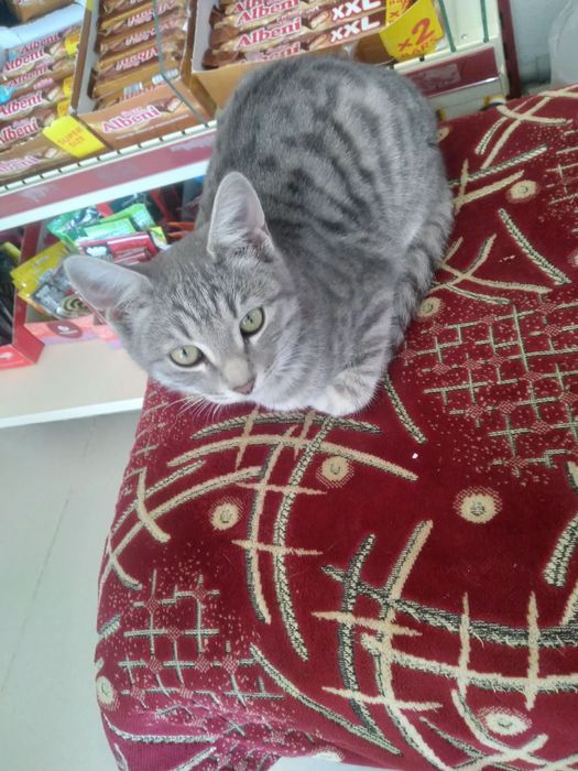 кот мальчик отдаю