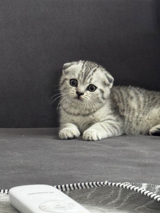 Продам шотландских котят