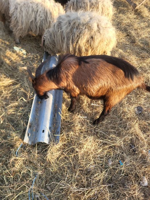 Vând sau schimb țap alpin francez pur!