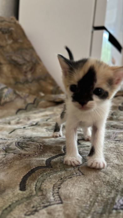 Отдам котят сфинкса