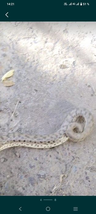 Колбар Жылан сатылады