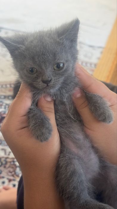 Scottish.  Fold 2