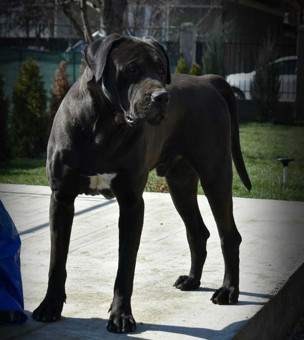 Pui Tosa Inu cu pedigree