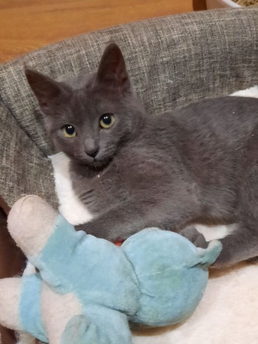 Отдам котёнка-мальчика