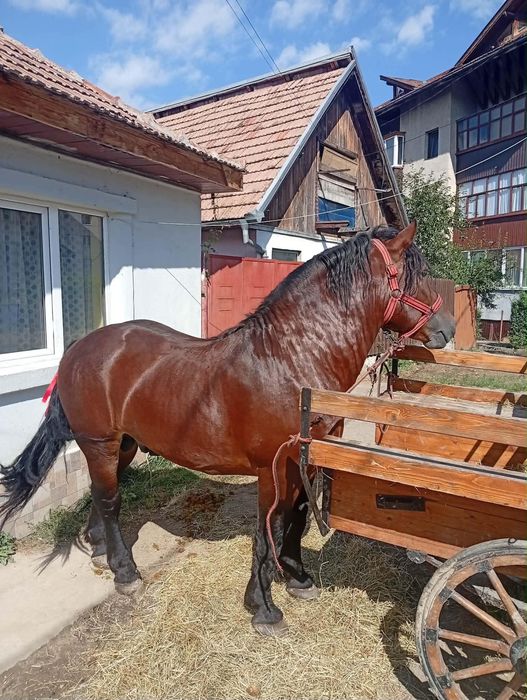 De vânzare armăsar