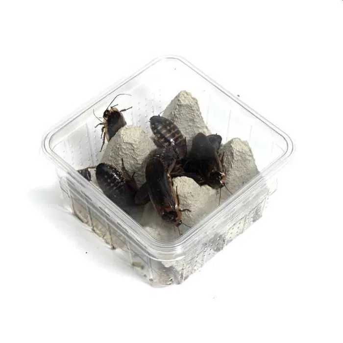 Gandaci DUBIA - Hrana vie pentru reptile, pesti, pasari, tarantule