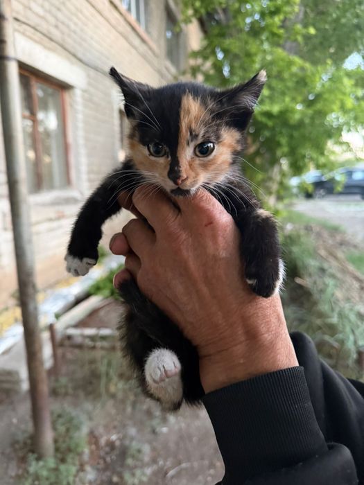 Пристраиваются котята