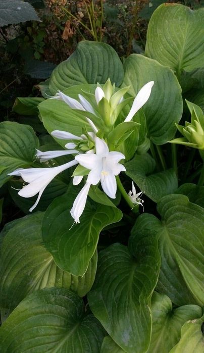 Продаётся цветы много летние   уличные