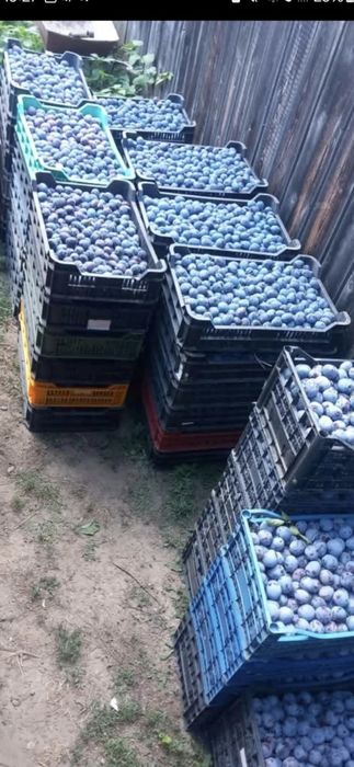 Prune de țuică bine coapte, ideale pentru distilare