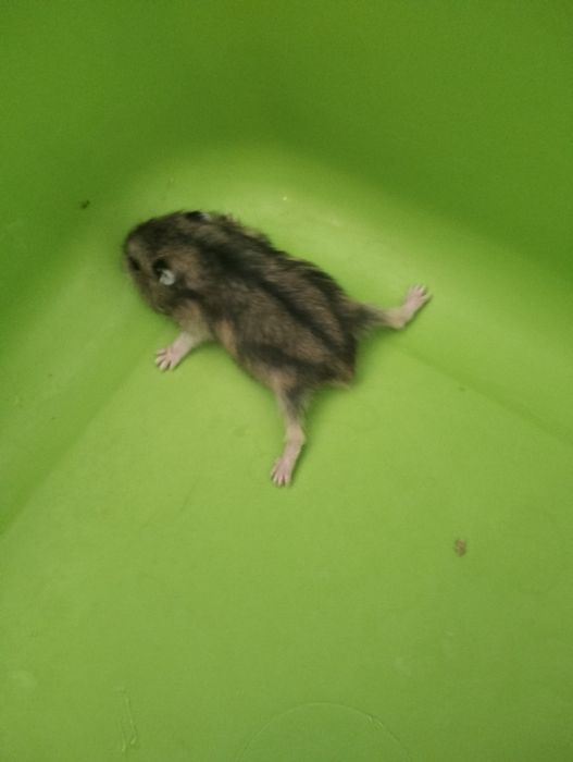 Hamsteri jucăuși