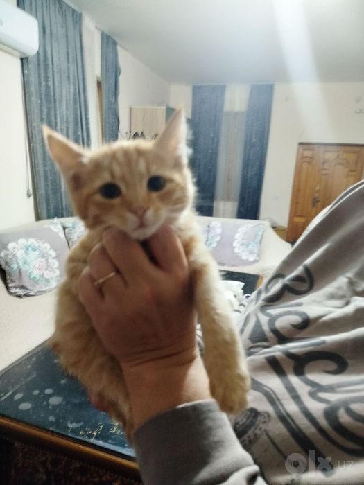 Котенок мальчик, 2 мес