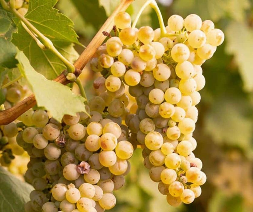 Struguri Vin Feteasca Pinot Traminer Cabernet