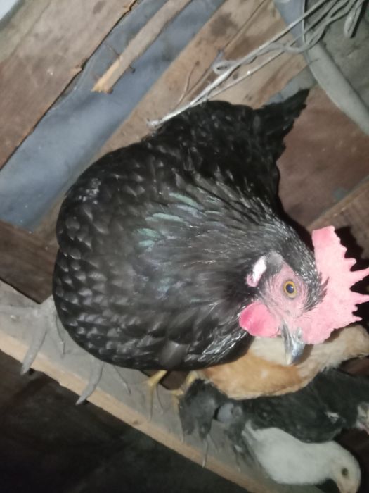 Продам две курицы австралоп