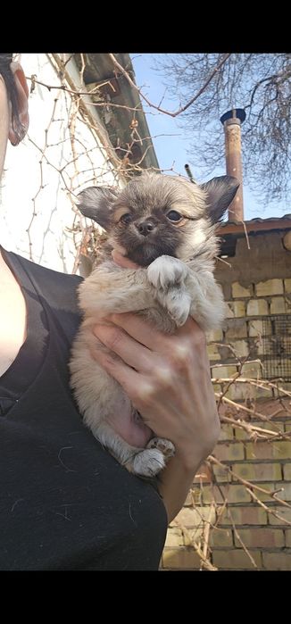 Мальчик чихуахуа