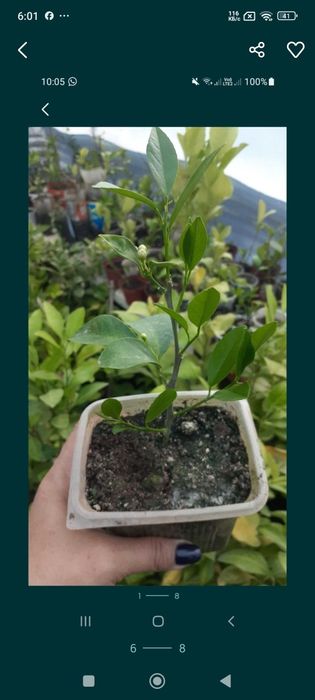 Лимон плодоносящий цветущие плюс подарок