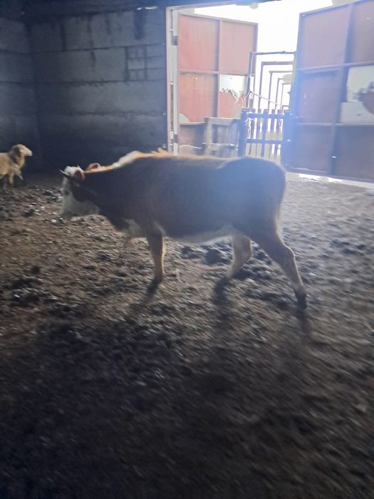 Стелная молодая корова