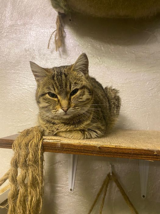 Кошечка в добрые руки