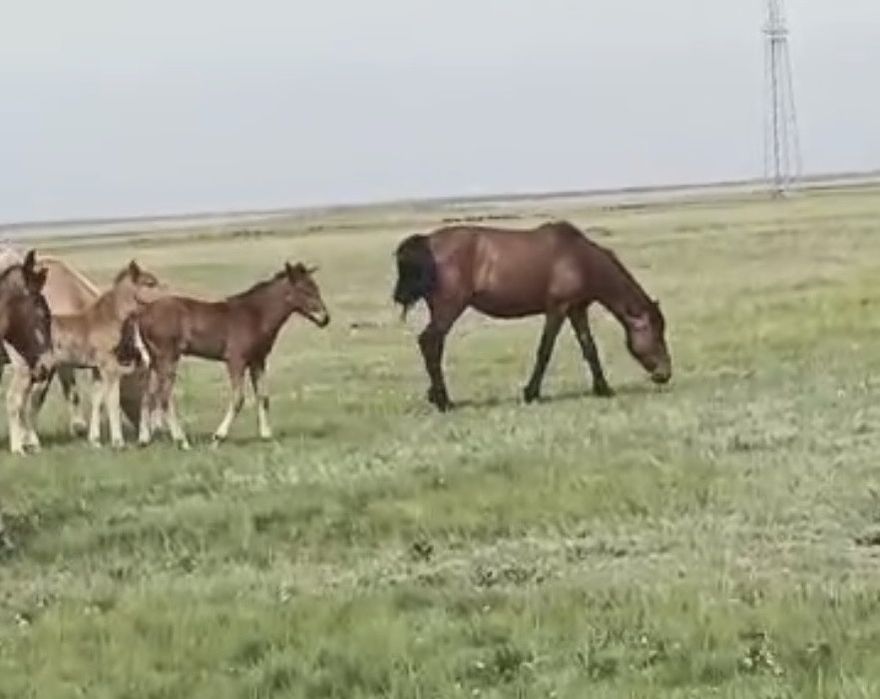 Продам кобылу с жеребенком