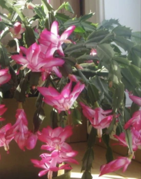 Комнатные цветы.