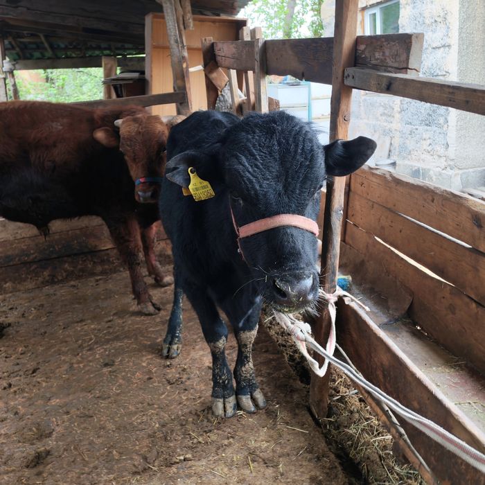 Бык бука сатам парода ангус