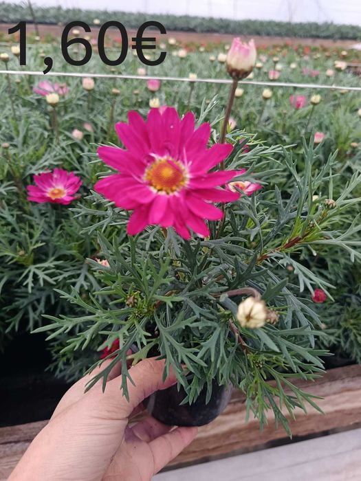 Цветя на Едро и Дребно!Градински център "Далия" гр.Садово.