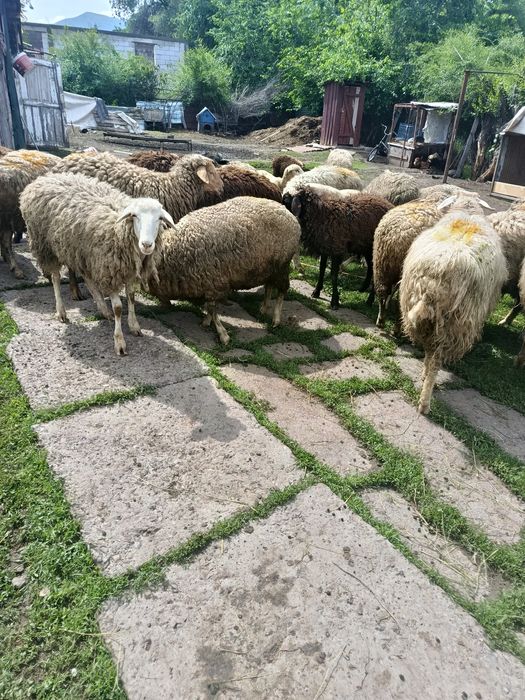 В продажи Токты Сек Саулык