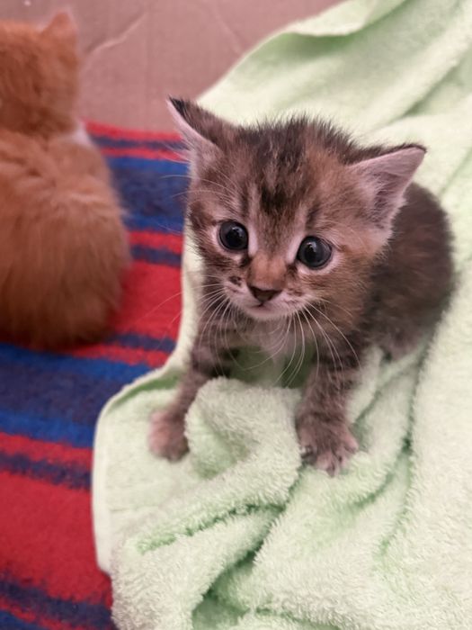 Отдам котят в хорошие, добрые руки.