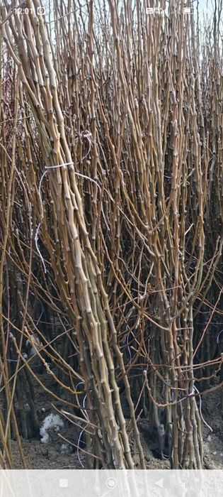 Vând  pomi fructiferi în cantități mari, laur englezesc,