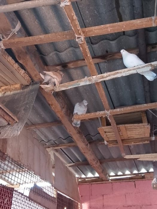Голуби  домашние