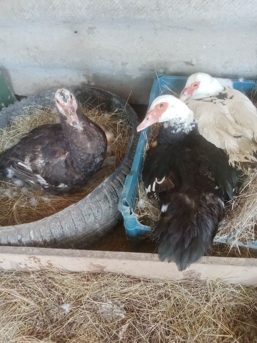 Продам индоутки.
