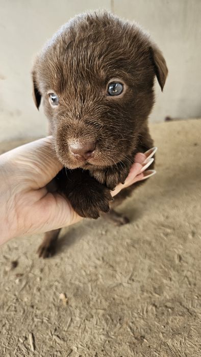 Щенки мать помесь канекорса с лабрадором