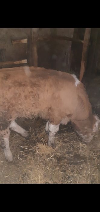 Vând tăuraș de trei luni.