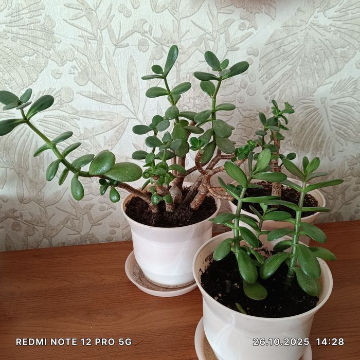 Комнатные растения