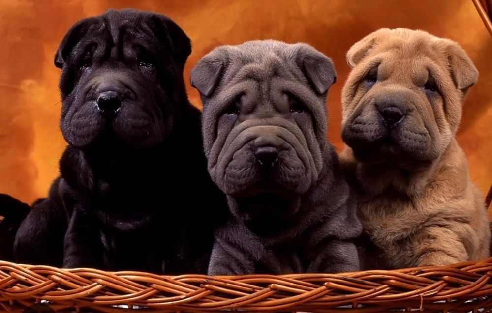 Щеночек девочка 1 месяц сама кушает