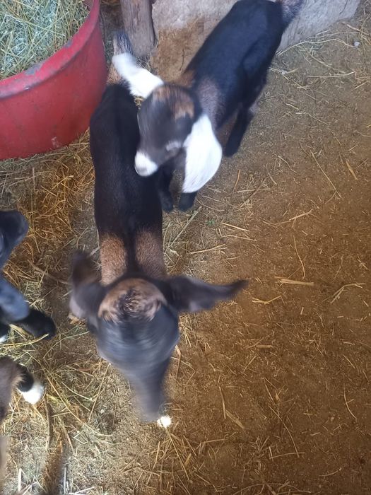 Ешкі сатылады! Ешкі лағымен бағасы 220 000тг