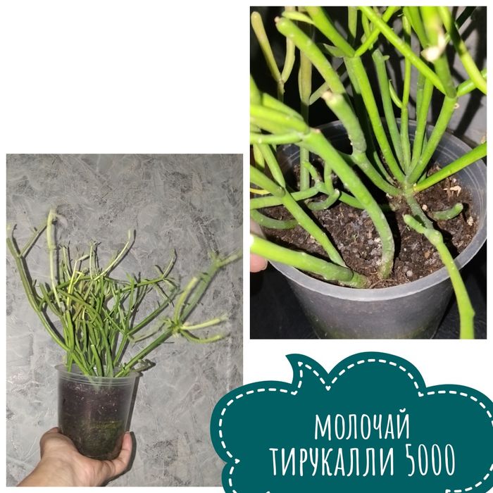 Цветы  комнатные