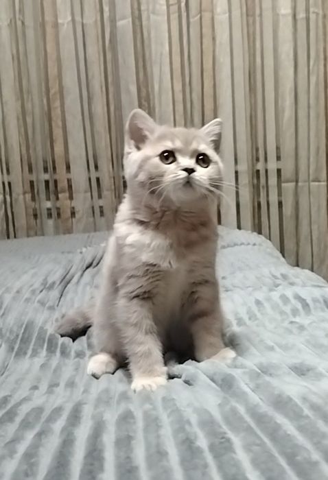 Девочка Скоттиш Страйт. Шоу класс!