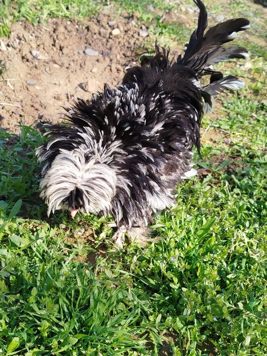 чаппа пат хурозча сотилади