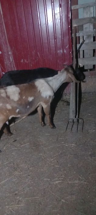 Capre de lapte anglo nubiene