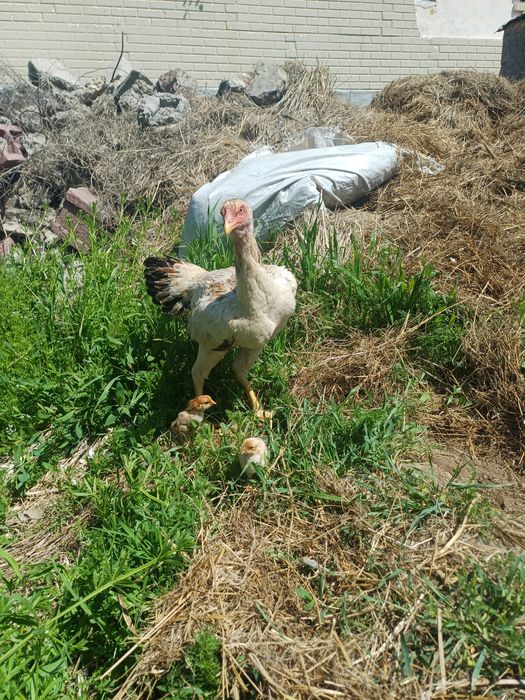 45 ке беріп жіберемін бір жерден