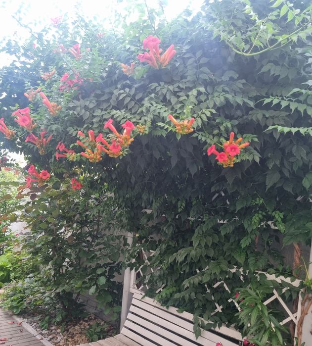 Plante luleaua turcului roșie ( trompeta)