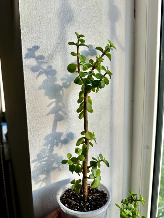 Портулакария афра