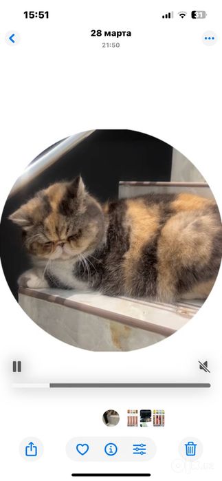 Кошка Экзот 1,5 года