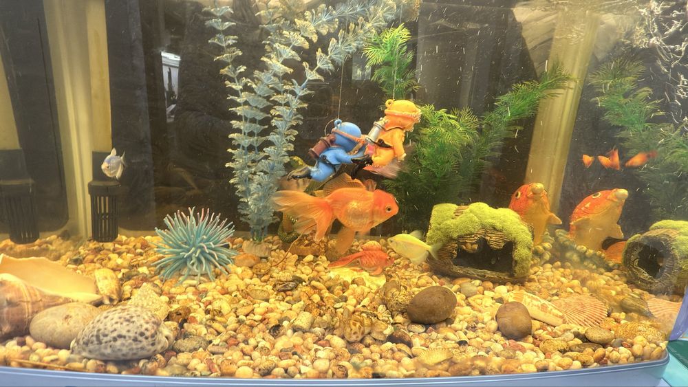 Продам аквариум с рыбками