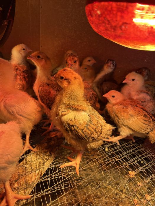 Кучинский цыплята парода