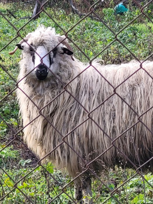 Vand o mioara si 2 miele