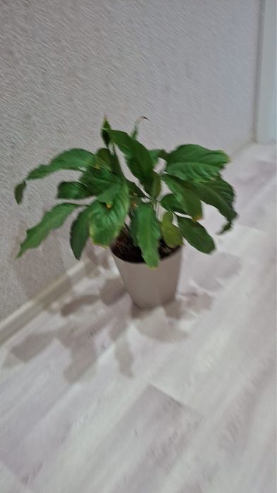 Комнатные цветы срочно продам