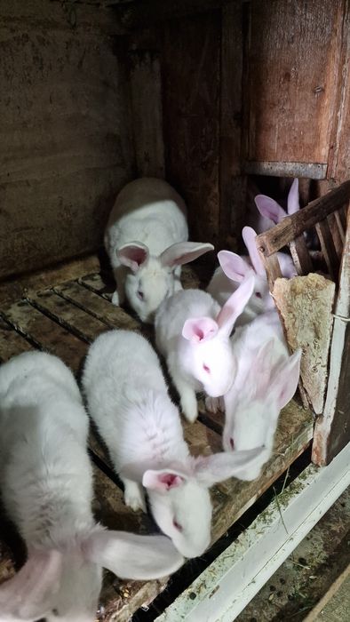 Iepuri Hycole si Secuiești vârsta 2 luni.